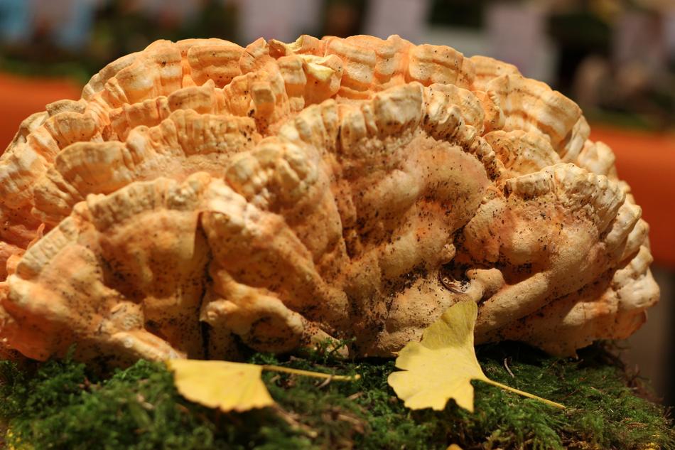 Laetiporus Sulfureus 2Nd Side