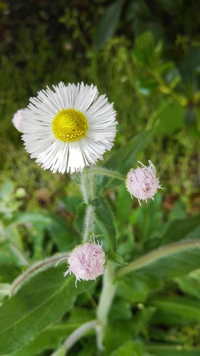 Beautiful chamomile Flowers