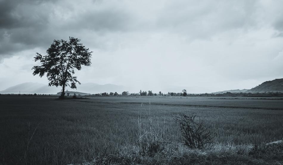 black and white photo of a tree in a field during a thunderstorm