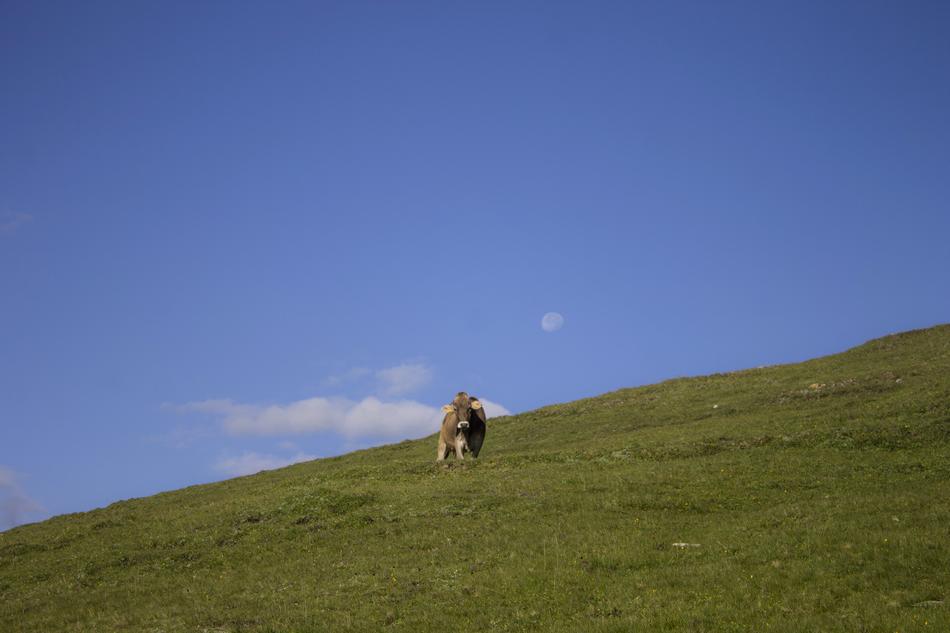 photo of a cow on a green slope against a background of blue nea and the moon