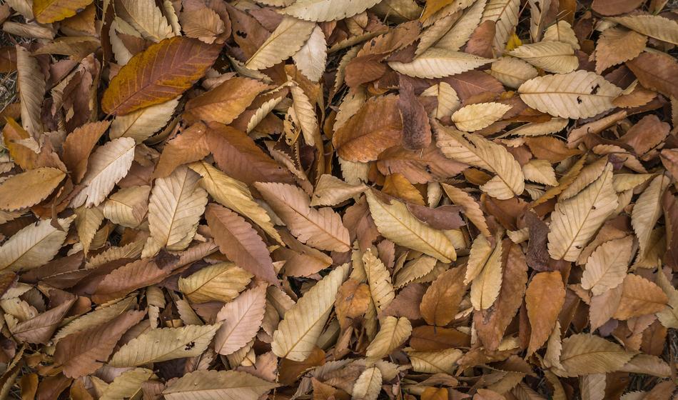 A pile of leaves on the ground