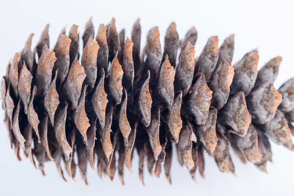 Pine Cone Macro Needles