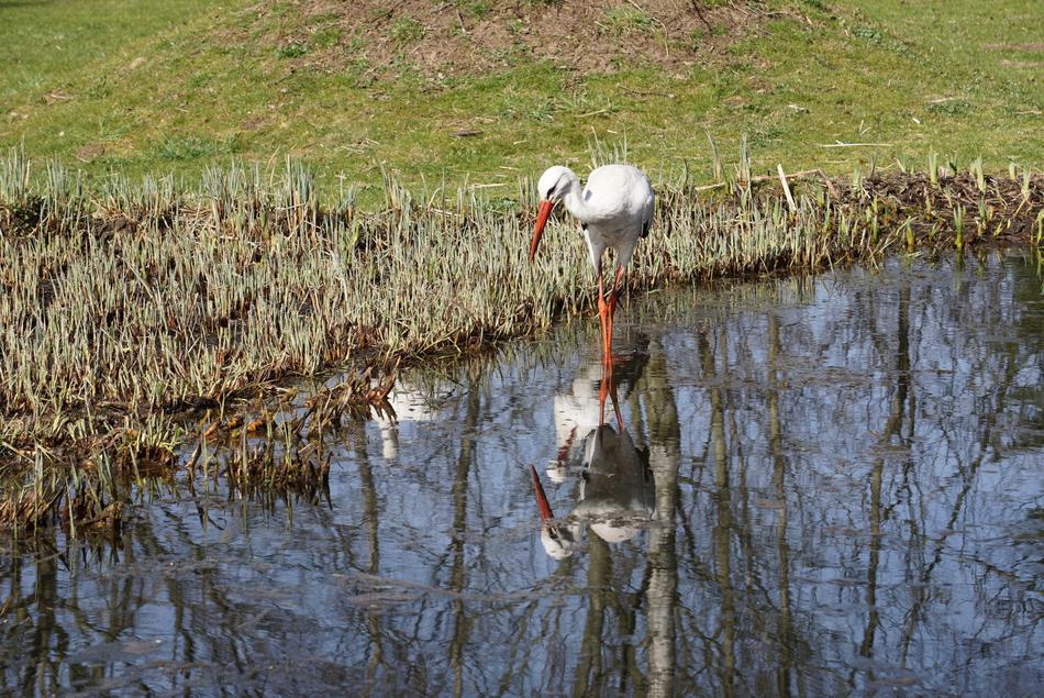 Stork Waters Bird in wildlife