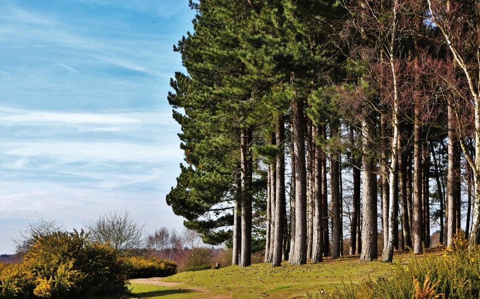 Trees Pine Tree