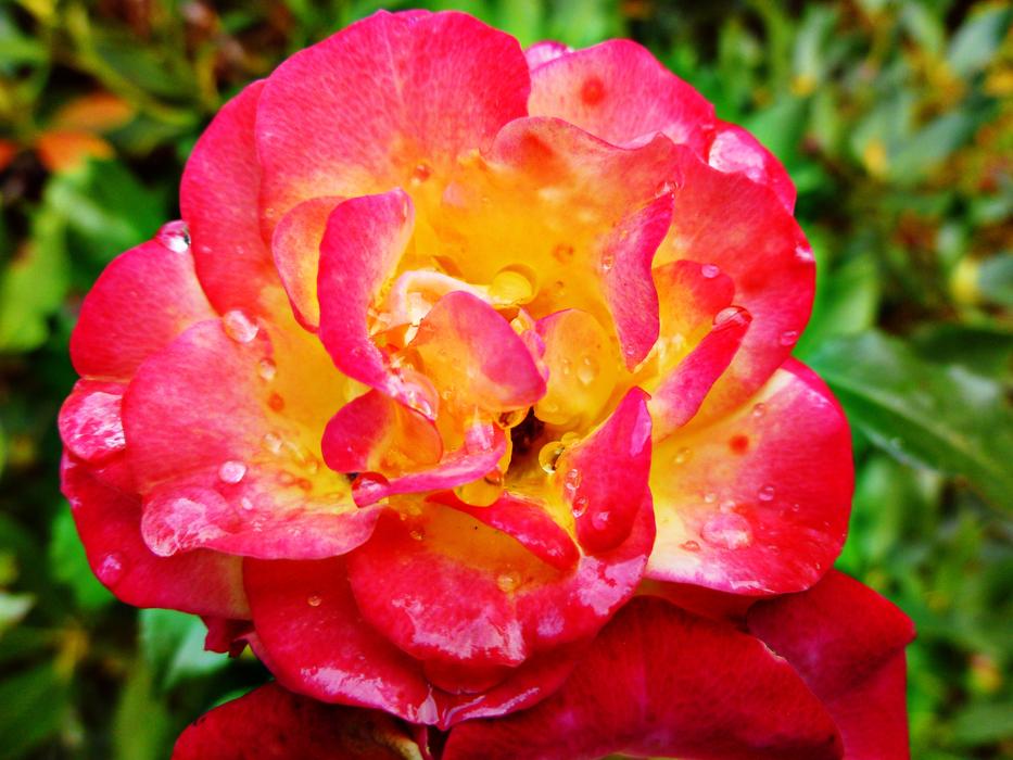 Flower Autumn Rose
