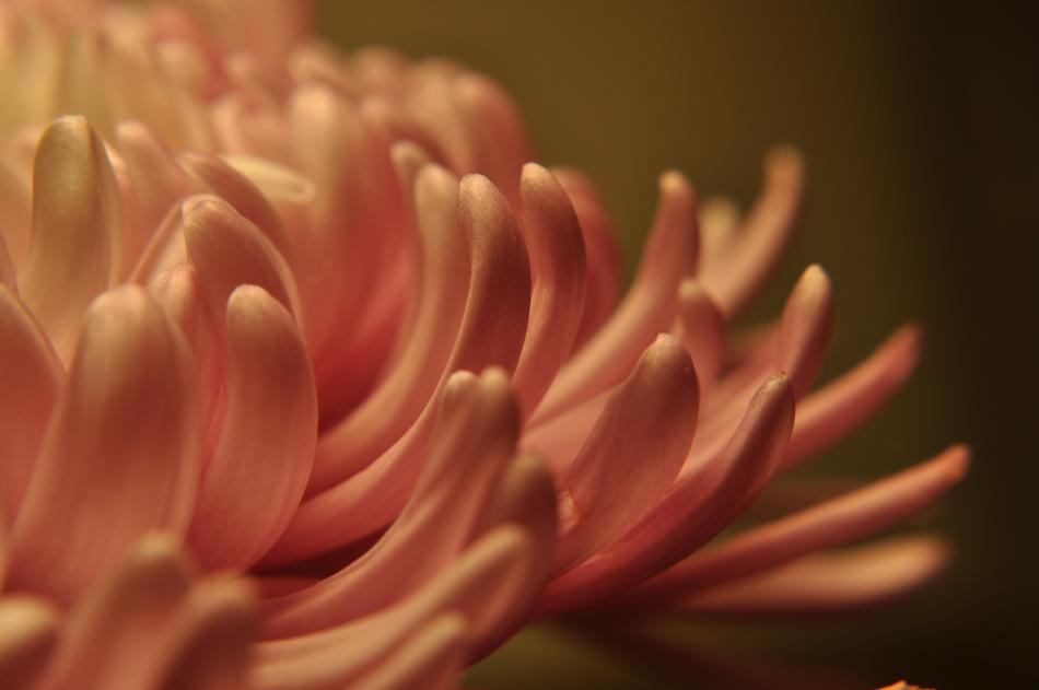 Floral Petals Flowing