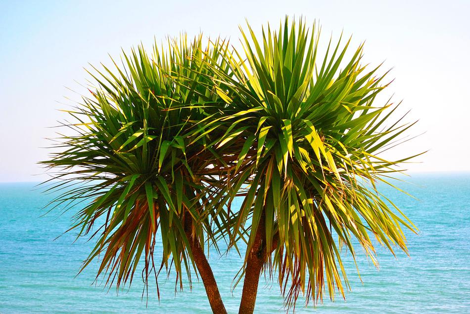 Tree Exotic Tropical
