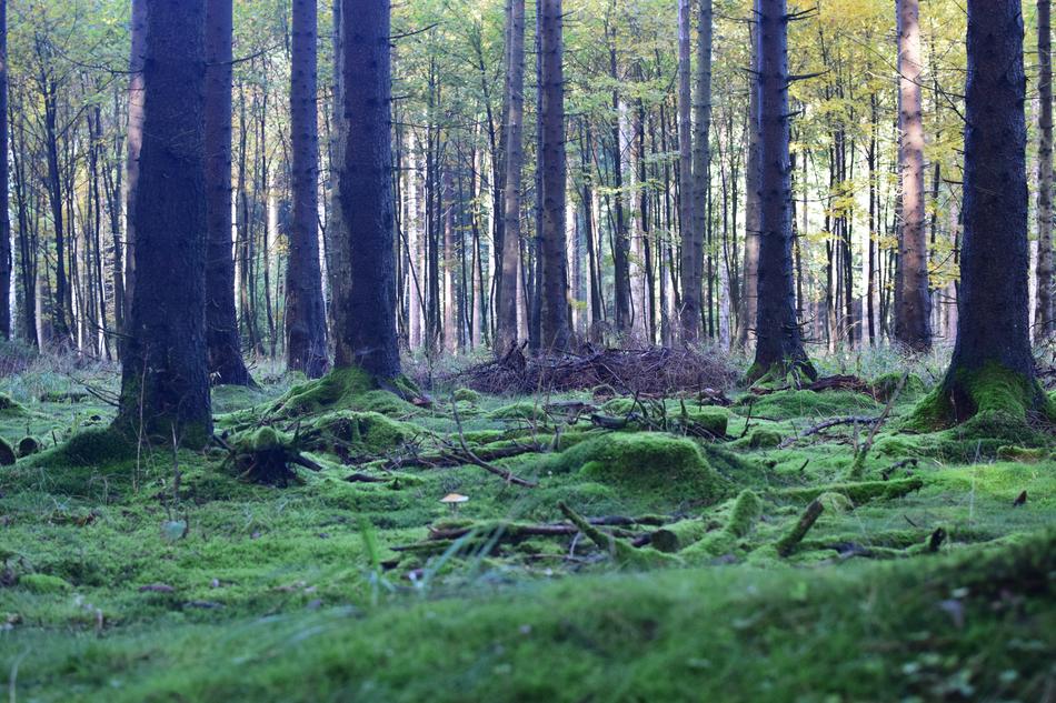 Forest Floor Mood