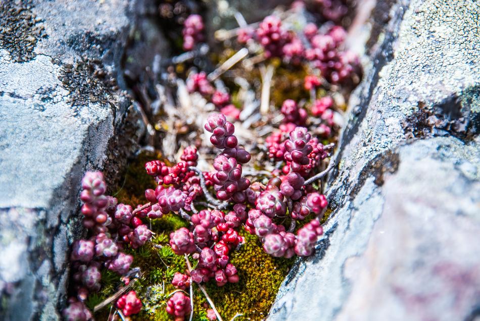 Colorful moss in the middle of the rock