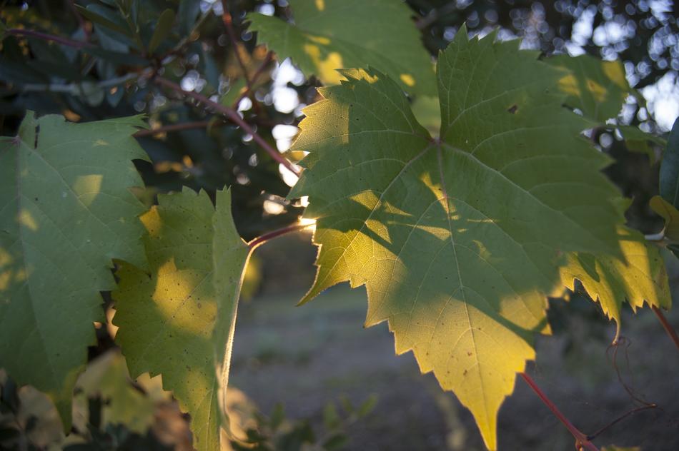 green leaf in the sunlight