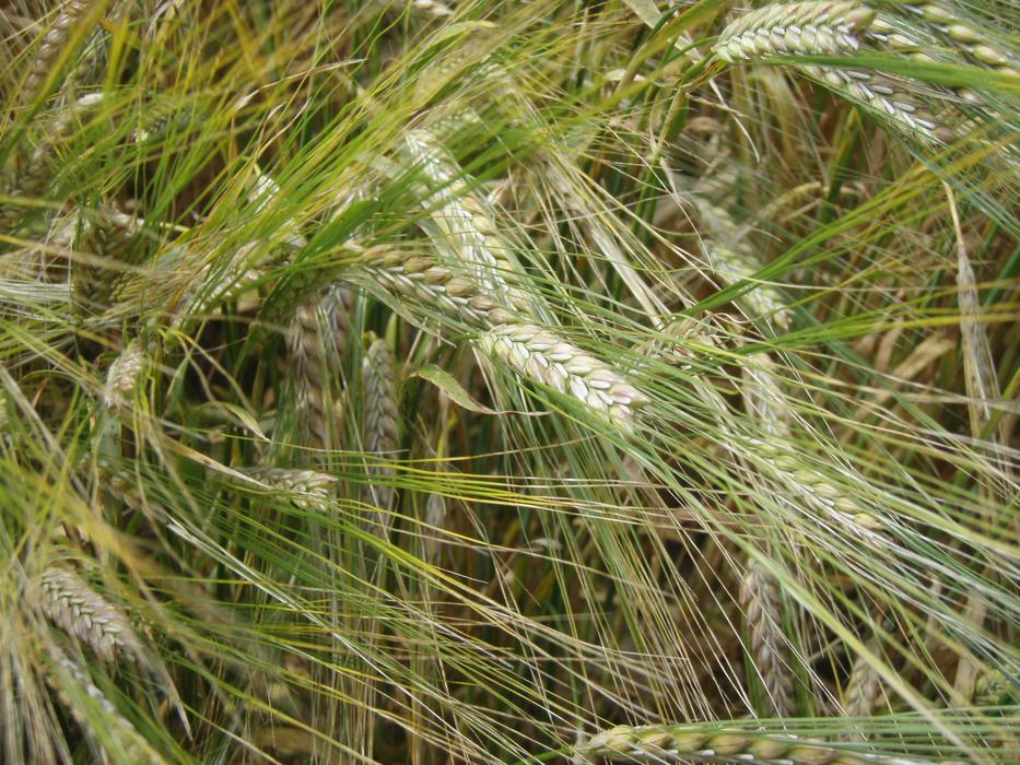 long green ears in the field