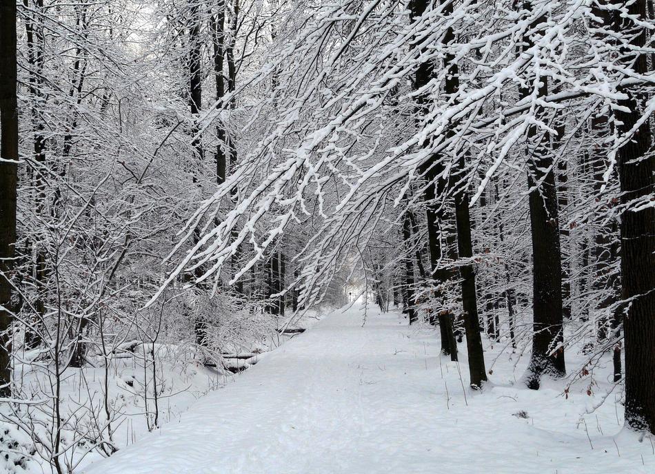 Winter forest in the morning