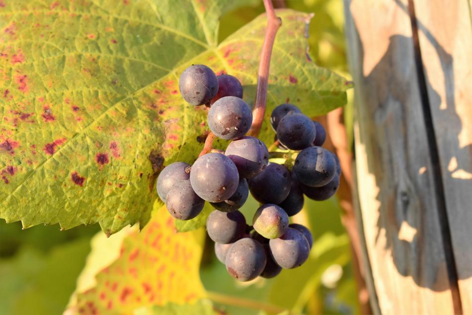 Grapevine Leaves Plants