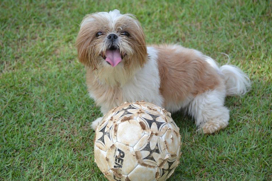 Shih Tzu with a ball on the grass