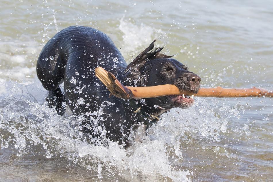 gorgeous Dog Water Spatter