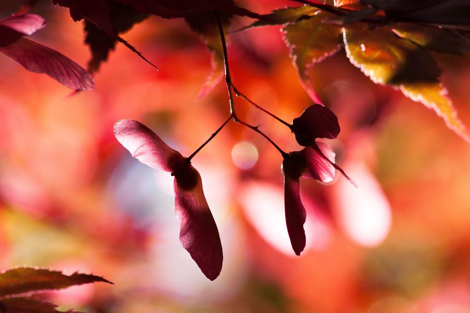 Maple Autumn Infructescence