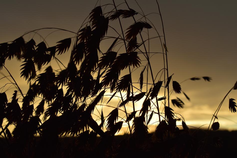 Morgenrot Morgenstimmung Grasses