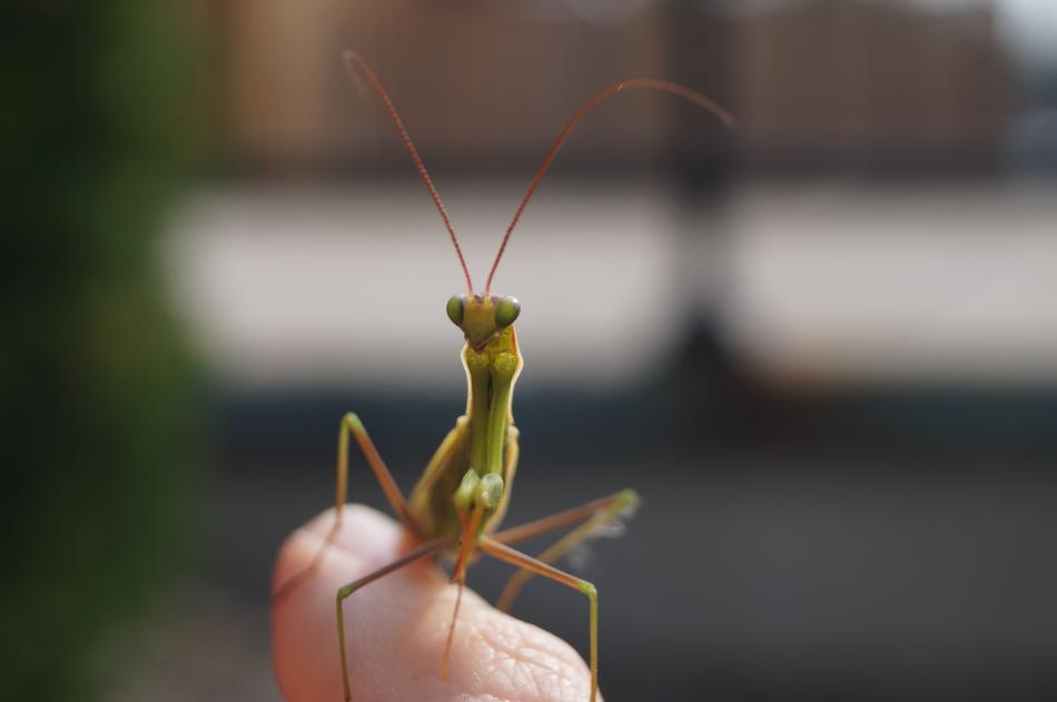 Praying Mantis on finger at blur background