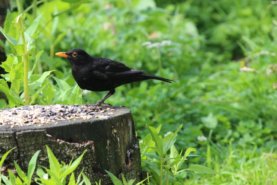 Gorgeous black bird on the wood among the plants