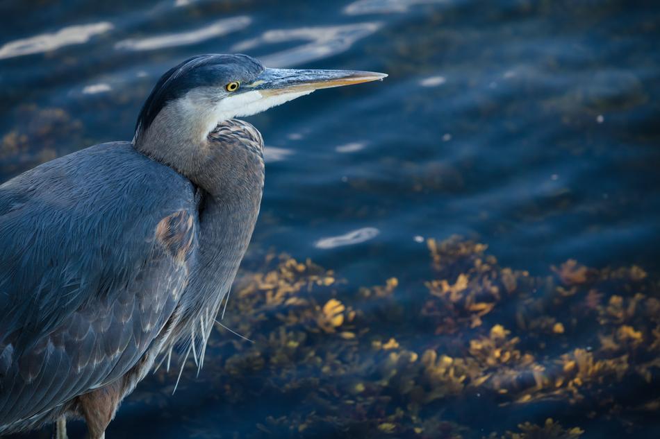 wild bird in water