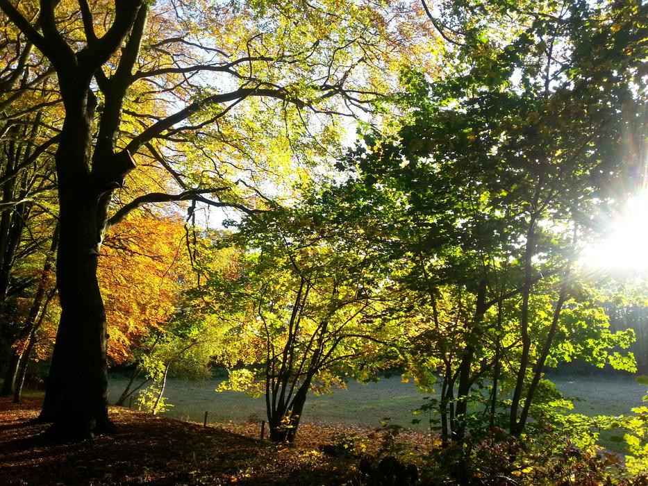 Autumn Nature at Golden sunlight