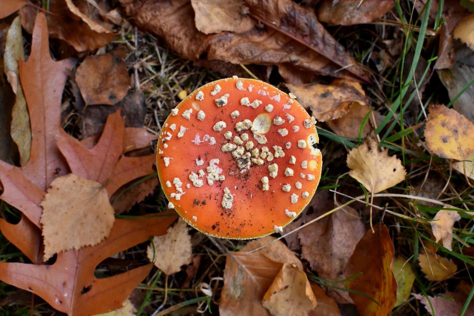 Mushroom Agaric Nature