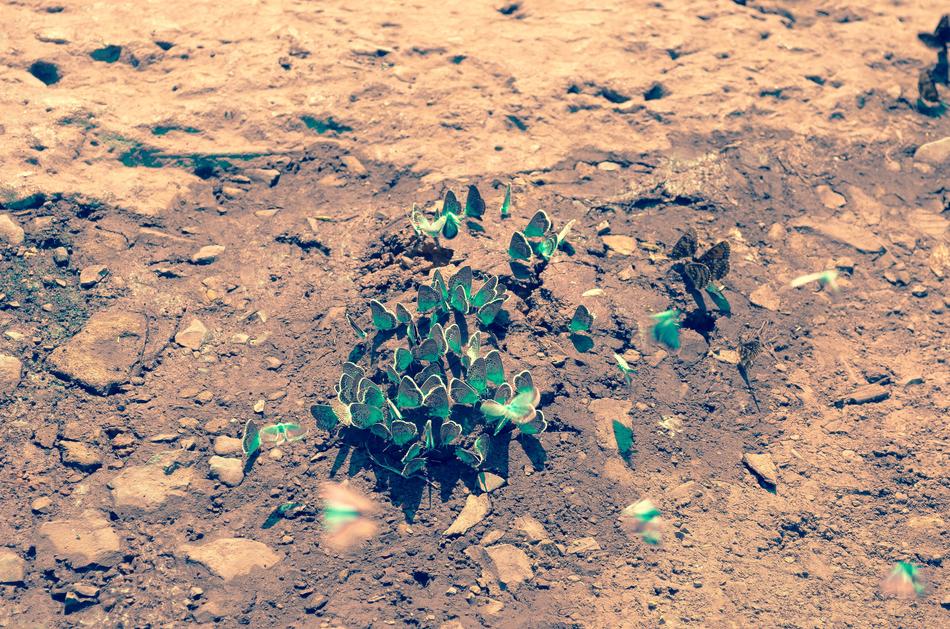 Butterflies Swarm insects