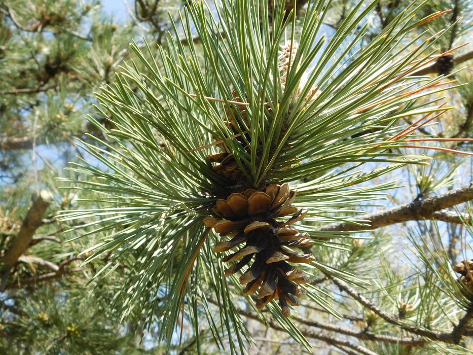Nature Pine Trees