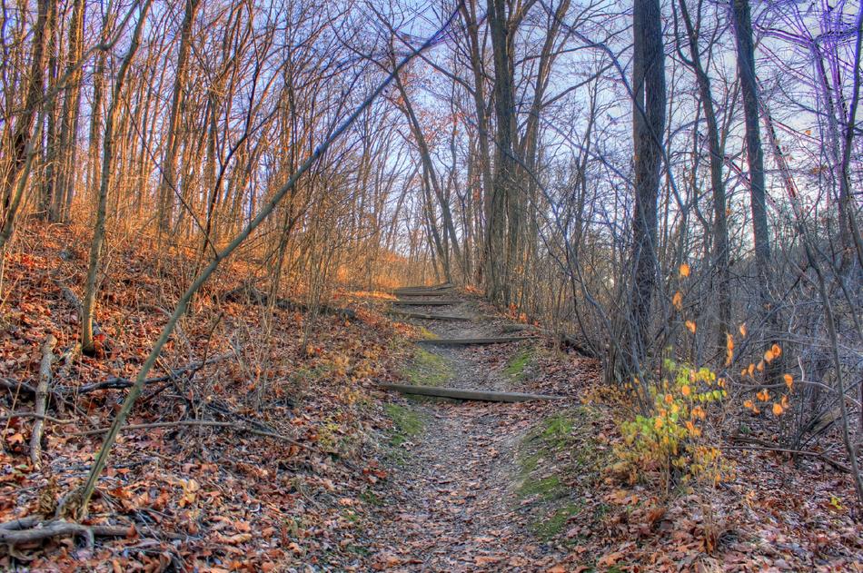 Trail Woods Forest