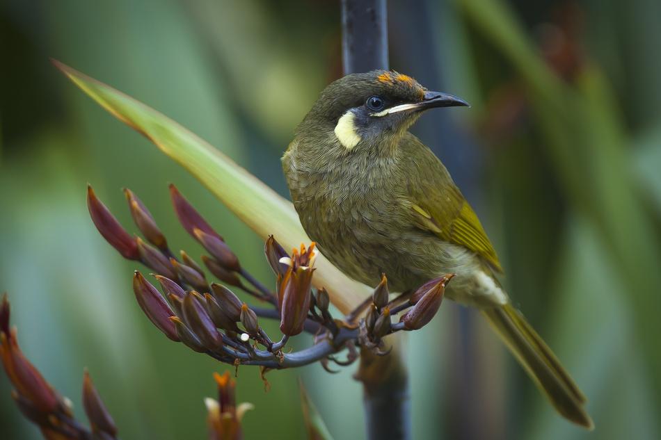 Animal Bird green