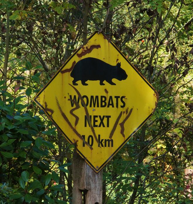 Black and yellow sign with wombat, among the green plants, in Australia