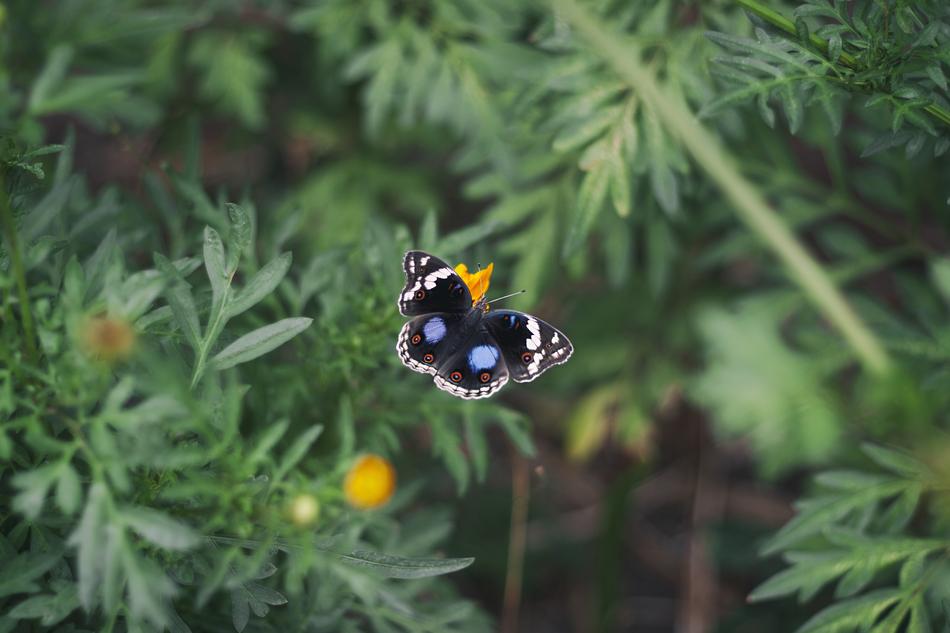 Butterfly and Flora Flower