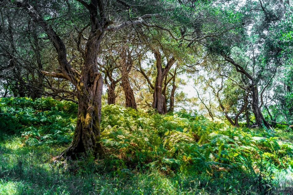 trees and green ferns in the forest