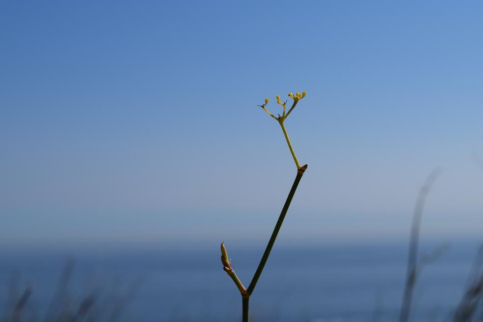 Solo Plant Flower
