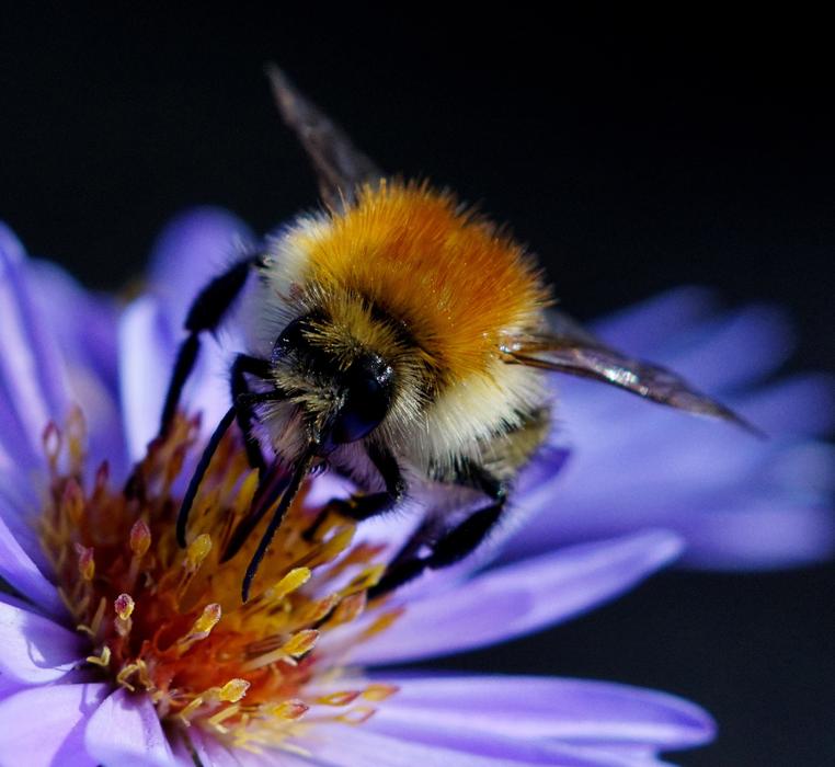 Bee Bug on flower in Nature