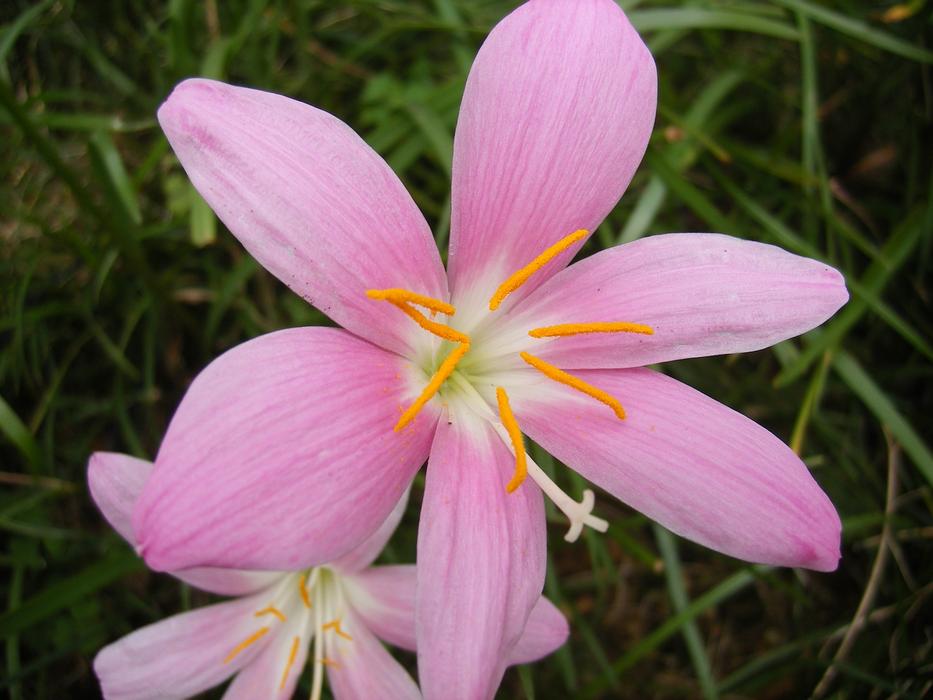 Lily Pink Gardening