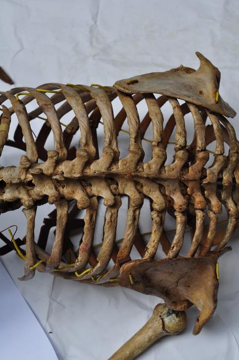 Skeleton Back