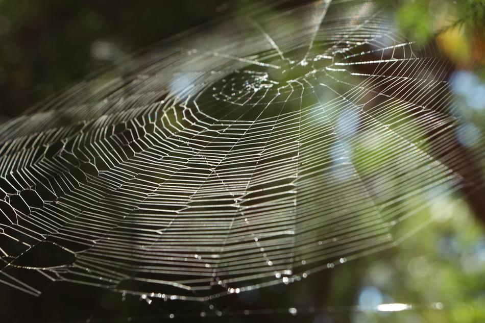 Spiderweb Spider Web