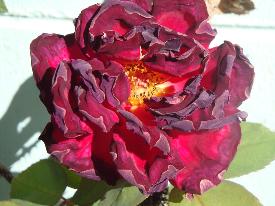 Rose Flower Blossom