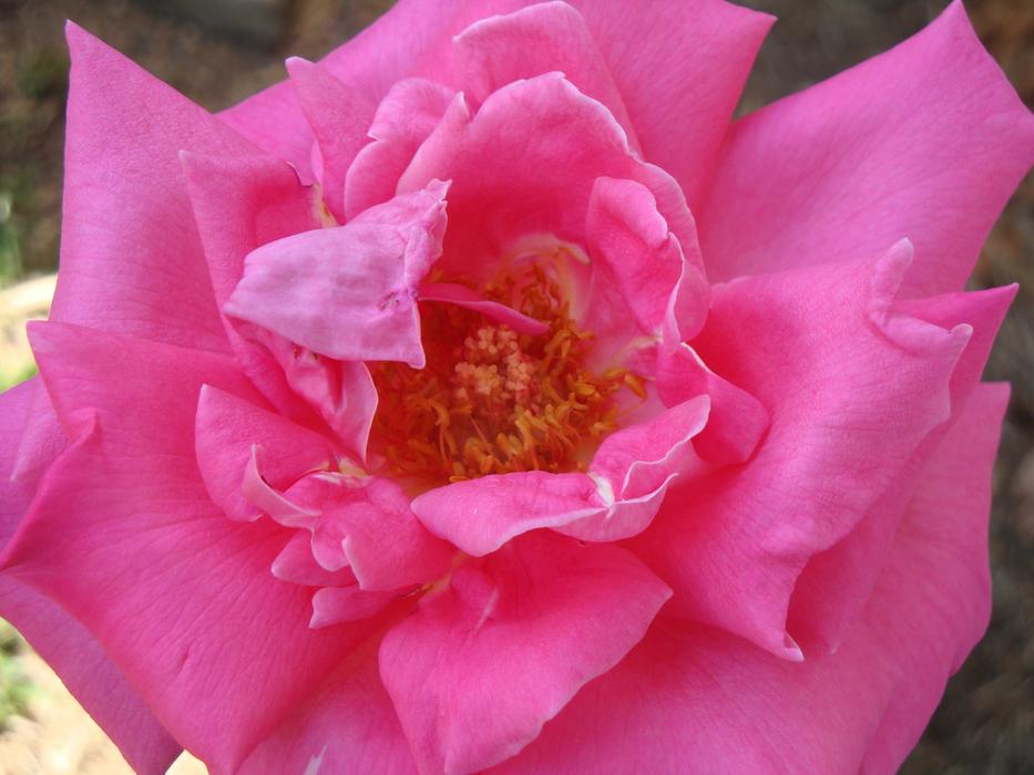 Opening pink flower