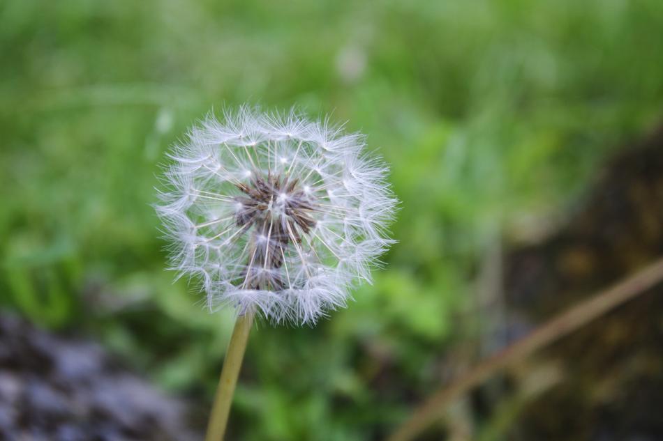 Dandelion Flower F