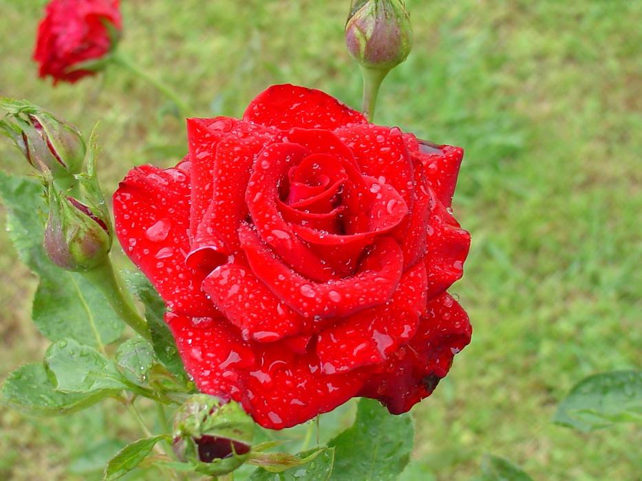 Rose Wet Red