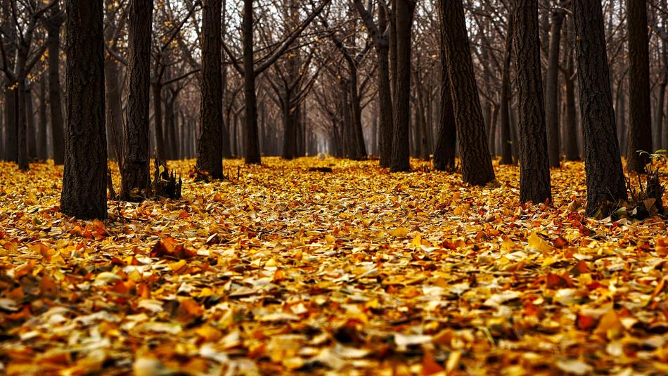 Autumn Fall Colorful