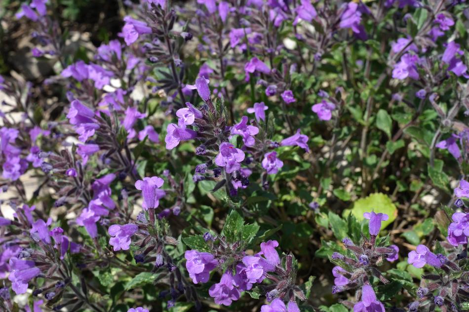 Acinos Alpinus Flower Blossom