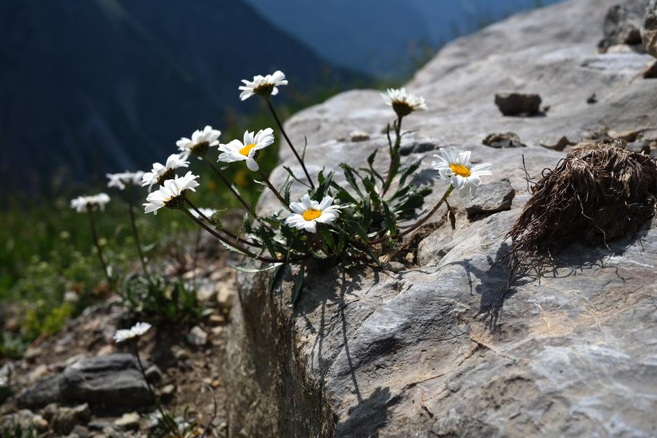 Alpenmargerite Flower Flowers