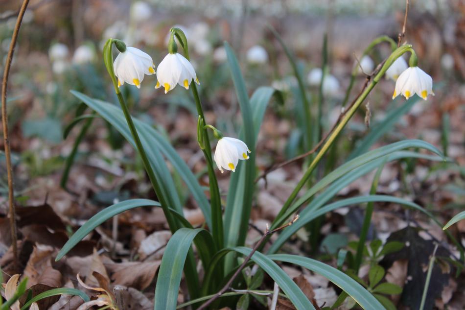 Plant White Blossom