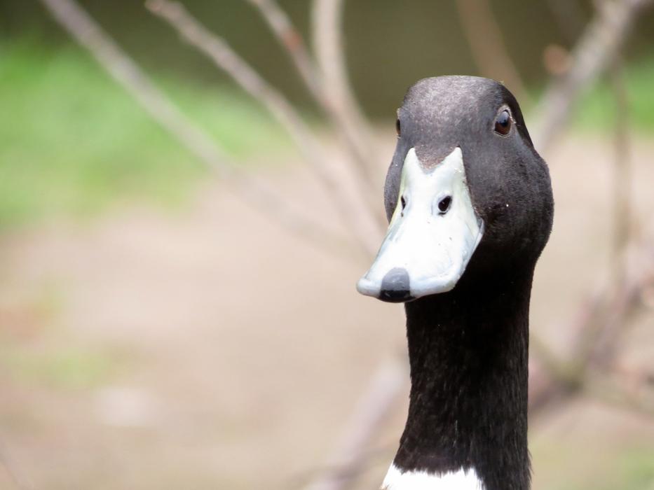 British Wildlife Nature