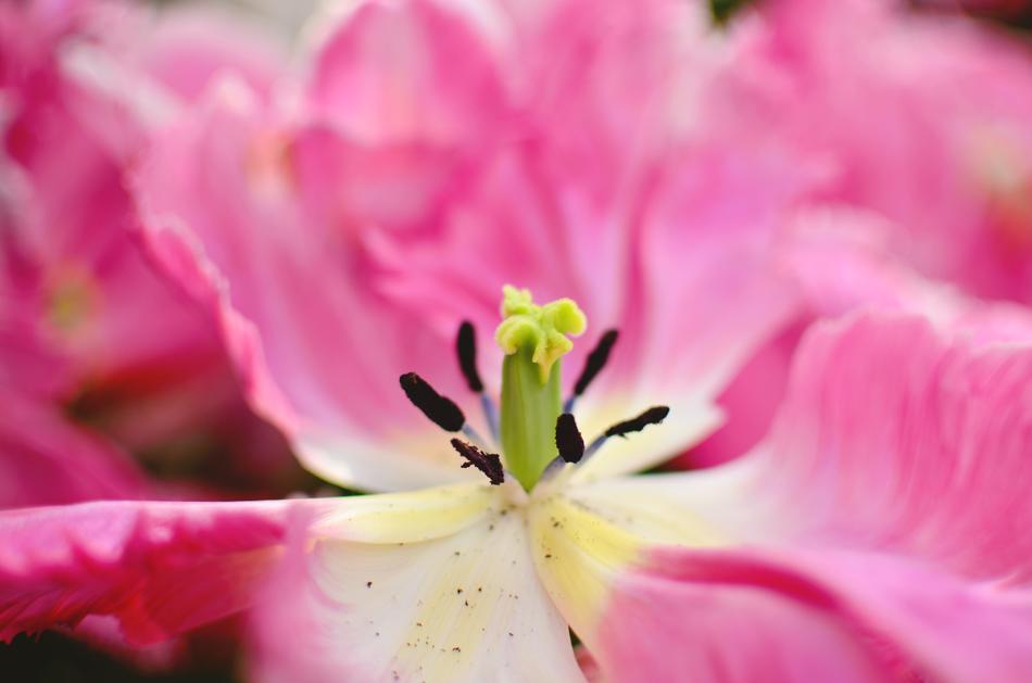 Flower Garden Pink