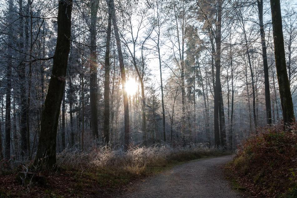 Forest Away Landscape