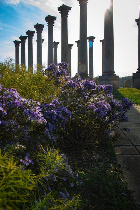 Park Flowers Lens Flare National